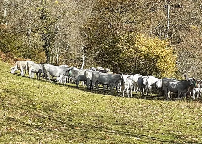 Grange Ancienne Amenagee 別荘